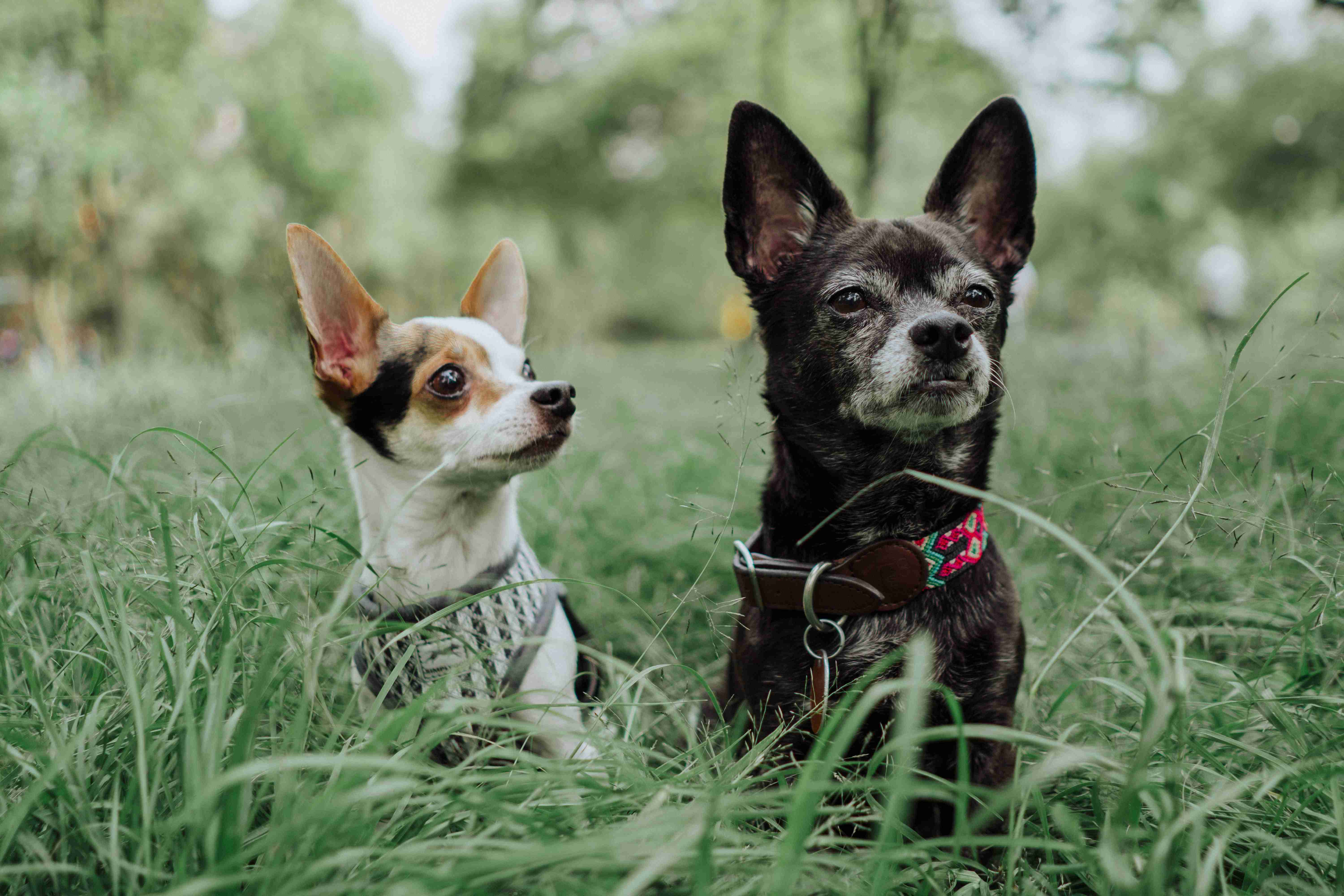 Are there any warning signs that a Chihuahua's anger is escalating and could lead to aggression?